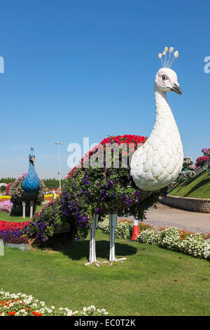 Pfau-Modelle abgedeckt in Blumen am Miracle Garden der weltweit größten Blumengarten in Dubai Vereinigte Arabische Emirate Stockfoto