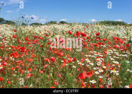 Wildblumen wie Mohn (Papaver Rhoeas) und Mais Kamille (Anthemis Arvensis), durch Landlife für Saatgut angebaut Stockfoto