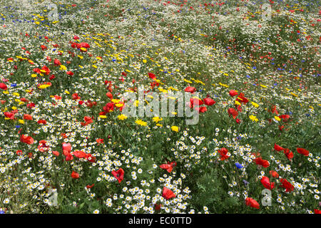 Wildblumen, inc. Mohnblumen (Papaver Rhoeas), Mais Ringelblume (Glebionis Segetum), Kornblumen (Centaurea Cyanus) Mais Kamille Stockfoto