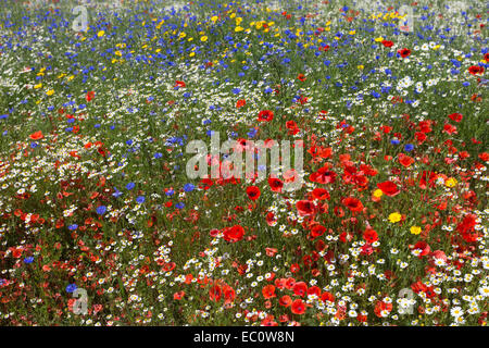 Wildblumen, inc. Mohnblumen (Papaver Rhoeas), Mais Ringelblume (Glebionis Segetum), Kornblumen (Centaurea Cyanus) und Mais Kamille Stockfoto