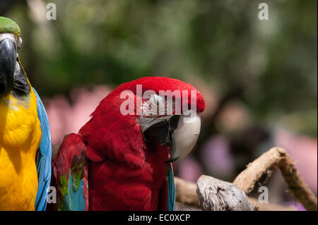 Nahaufnahme des Schlafens Green Wing Ara zeigt nickenden Kopf und geschlossenen Augen mit einem blau und Gold Ara daneben in einem Florida zoo Stockfoto