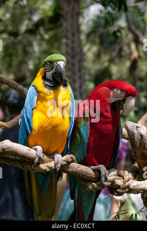 Vorderansicht eines Paares captive Aras, Blau und Gold und Grün Flügel, Seite an Seite auf einer Stange in die Alligator Farm in St. Augustine, Florida. Stockfoto