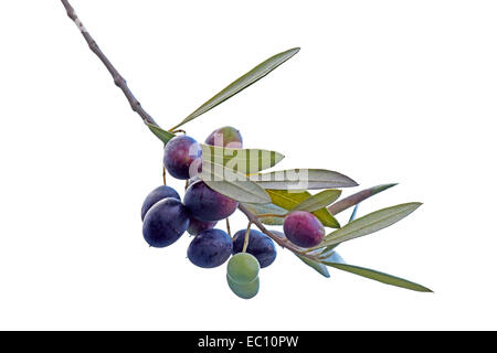 Olive (Olea Europaea) Zweig mit schwarzen Oliven isoliert auf weißem Hintergrund Stockfoto