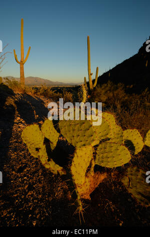 Saguaro-Nationalpark (Tucson Mountain Bezirk), Tucson AZ Stockfoto