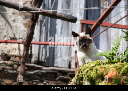 Katze in der Sonne Stockfoto