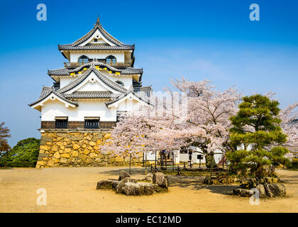Hikone Burg während der Frühjahrssaison in Hikone, Shiga, Japan. Stockfoto