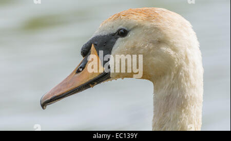 Sehr detaillierte, Nahaufnahme Seitenansicht des Kopfes eine nasse Höckerschwan. Stockfoto