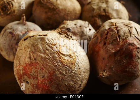 Frische rohe rote Beete Rüben Stockfoto