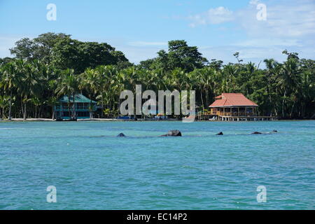 Waterfront House und Restaurant am Ufer des Carenero Insel, Karibik, Bocas del Toro, Panama, Mittelamerika Stockfoto