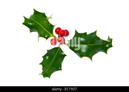 Ein Zweig der Stechpalme (Ilex) mit roten Beeren auf einem weißen Hintergrund. Stockfoto