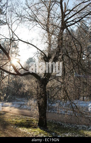 schöner Baum für weiße Silber Reim Stockfoto