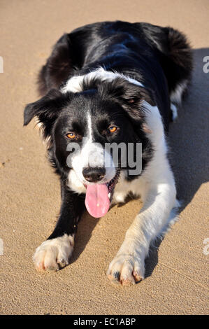 Glücklich Border Collie liegt am sonnigen Strand von Formby Punkt in Merseyside, England. Stockfoto