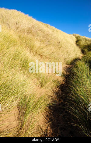 Tiefblauer Himmel kontrastieren mit blasse Düne Gräser an der Küste in Formby Punkt im Merseryside. Stockfoto