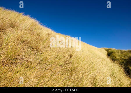 Tiefblauer Himmel kontrastieren mit blasse Düne Gräser an der Küste in Formby Punkt im Merseryside. Stockfoto