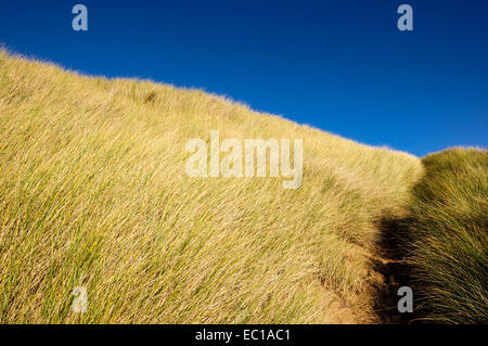 Tiefblauer Himmel kontrastieren mit blasse Düne Gräser an der Küste in Formby Punkt im Merseryside. Stockfoto