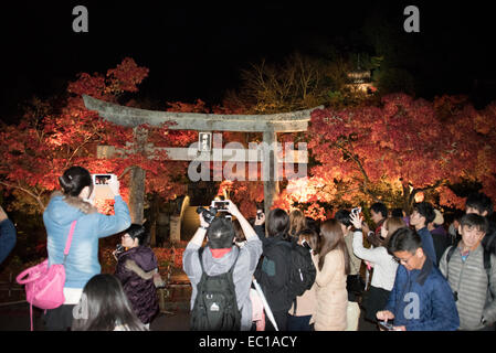 Touristen fotografieren die beleuchtete herbstliche Blätter in Kyoto, Japan. Stockfoto