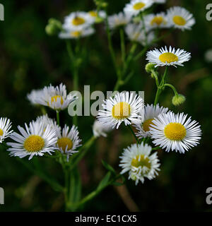 Wilde weiße Blüten im dunklen Wald von Sonnenlicht beleuchtet. Stockfoto