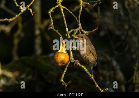 Weibliche Amsel (Turdus Merula) Perched auf einem Ast mit teilweise gegessen Birne. Stockfoto