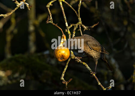 Weibliche Amsel (Turdus Merula) Perched auf einem Ast Fütterung auf eine Birne Stockfoto