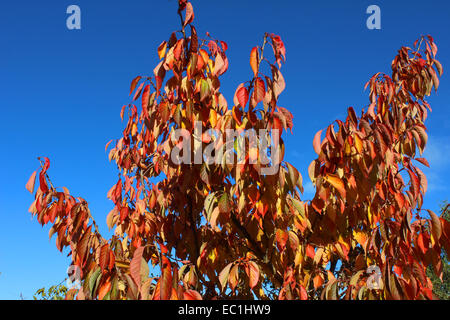 England-Dorset-Land Garten Prunus Tai Haku (große weiße Kirsche) Herbst Laub reichen Gold im November Sonnenschein Peter Baker Stockfoto