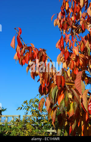 England-Dorset-Land Garten Prunus Tai Haku (große weiße Kirsche) Herbst Laub reichen Gold im November Sonnenschein Peter Baker Stockfoto