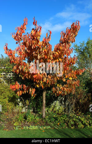 England-Dorset-Land Garten Prunus Tai Haku (große weiße Kirsche) Herbst Laub reichen Gold im November Sonnenschein Peter Baker Stockfoto