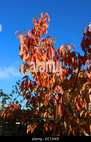 England-Dorset-Land Garten Prunus Tai Haku (große weiße Kirsche) Herbst Laub reichen Gold im November Sonnenschein Peter Baker Stockfoto