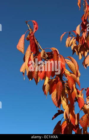 England-Dorset-Land Garten Prunus Tai Haku (große weiße Kirsche) Herbst Laub reichen Gold im November Sonnenschein Peter Baker Stockfoto