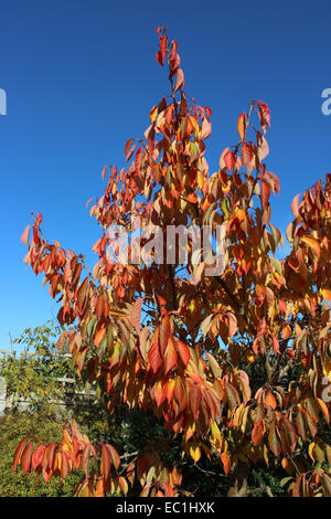 England-Dorset-Land Garten Prunus Tai Haku (große weiße Kirsche) Herbst Laub reichen Gold im November Sonnenschein Peter Baker Stockfoto