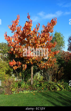 England-Dorset-Land Garten Prunus Tai Haku (große weiße Kirsche) Herbst Laub reichen Gold im November Sonnenschein Peter Baker Stockfoto