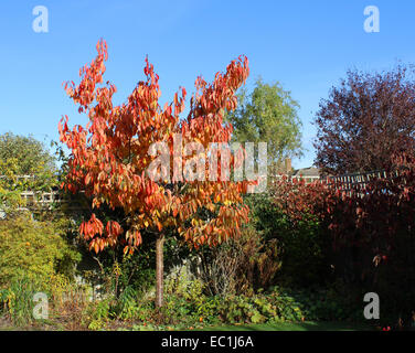 England-Dorset-Land Garten Prunus Tai Haku (große weiße Kirsche) Herbst Laub reichen Gold im November Sonnenschein Peter Baker Stockfoto