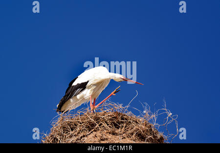 Portugal, Algarve: Storchennest mit Weißstorch (Ciconia Ciconia) kratzte sich am Kopf Stockfoto