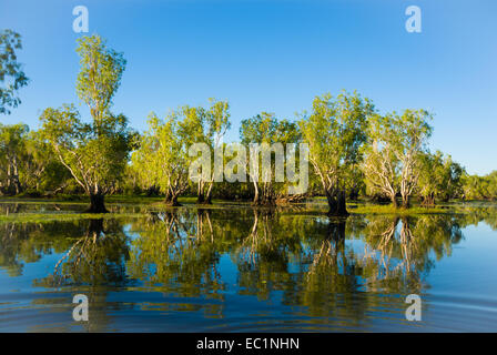 Leichte Sumpf im Yellow Water Billabong, Kakadu, Australien Stockfoto