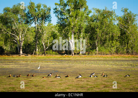 Wasservögel am Anbangbang Billabong, Kakadu, Australien Stockfoto