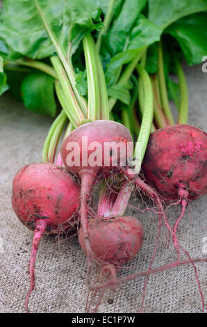 Rote Bete Chioggia Stockfoto