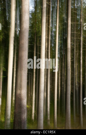 Kiefern in einem Wald mit Sonnenlicht fangen die Baumstämme (Bild absichtlich mit Linsenbewegung aufgeweicht). Stockfoto