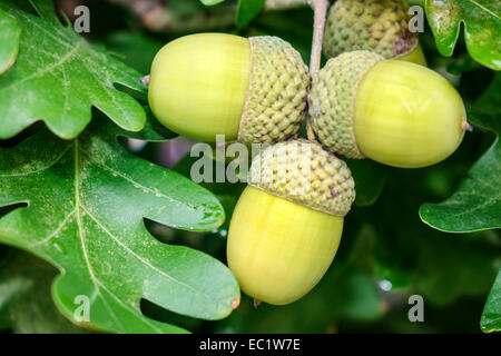 Illinois Edwardsville, Hauptstraße, Eiche, Eichel, Eicheln, IL140902001 Stockfoto