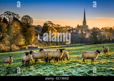 Dezember Dawn in Tetbury Tetbury, Gloucestershire, UK. 8. Dezember 2014. Großbritannien Wetter. Eine Herde Schafe huddle zusammen für Wärme, als die Sonne beginnt zu tauen Sie ein Frost überdachten Bereich in Prinz Charles Heimatstadt Tetbury in Gloucestershire, England. Bildnachweis: Terry Mathews/Alamy Live-Nachrichten Stockfoto