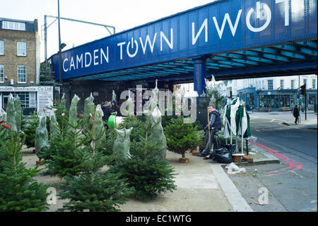 Weihnachtsbäume zum Verkauf in Camden Town, Nord-London. Stockfoto