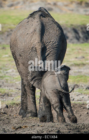 Afrikanischer Elefant (Loxodonta Africana), Kalb nach Mutter, Kasane, Chobe Nationalpark, Botswana Stockfoto