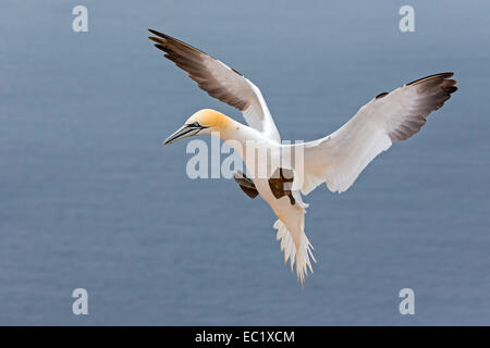 Basstölpel (Morus Bassanus), Ansatz, Helgoland, Deutschland Stockfoto