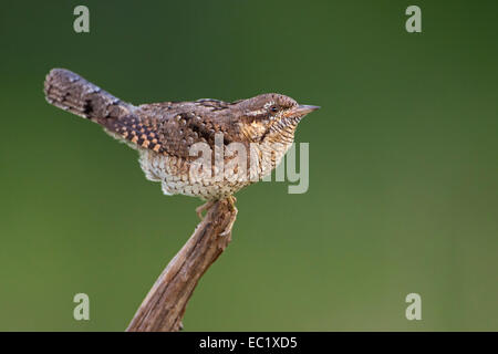 Wendehals (Jynx Torquilla), mittlere Elbe-Biosphärenreservat, Sachsen-Anhalt, Deutschland Stockfoto