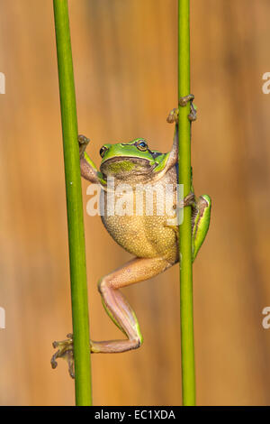 Laubfrosch (Hyla Arborea), Herbst, mittlere Elbe-Biosphärenreservat, Sachsen-Anhalt, Deutschland Stockfoto