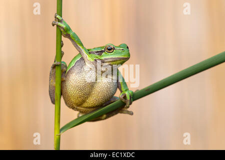 Laubfrosch (Hyla Arborea), Herbst, mittlere Elbe-Biosphärenreservat, Sachsen-Anhalt, Deutschland Stockfoto