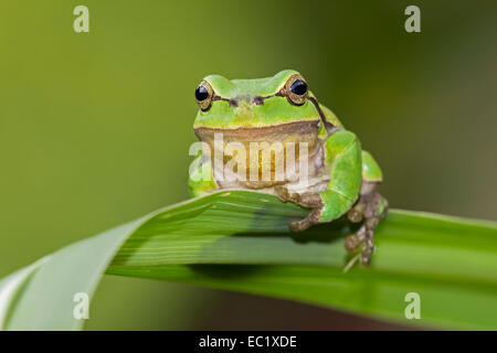 Laubfrosch (Hyla Arborea), Männlich, Frühling, mittlere Elbe-Biosphärenreservat, Sachsen-Anhalt, Deutschland Stockfoto