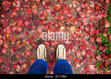 Person, die auf einem Teppich von japanischen Ahornblätter, Novato, Kalifornien, USA Stockfoto