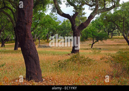 Korkeichen (Quercus Suber), Evora, Alentejo, Portugal, Europa Stockfoto