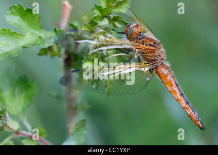 Knappen Chaser (Libellula Fulva), Weiblich, Mecklenburger Seenplatte, Mecklenburg-Western Pomerania, Deutschland Stockfoto