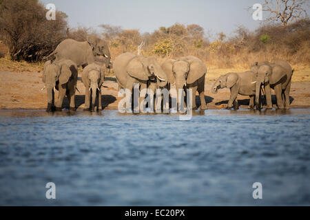 Afrikanische Elefanten (Loxodonta Africana) trinken am Okavango Fluss, Caprivi, Namibia, Afrika Stockfoto