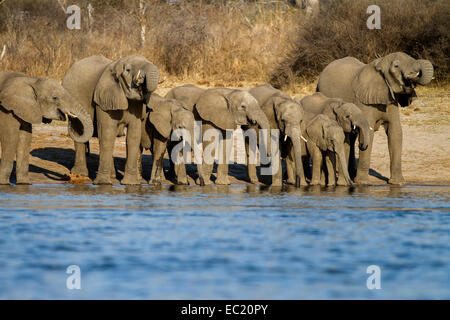 Afrikanische Elefanten (Loxodonta Africana) trinken am Okavango Fluss, Caprivi, Namibia, Afrika Stockfoto